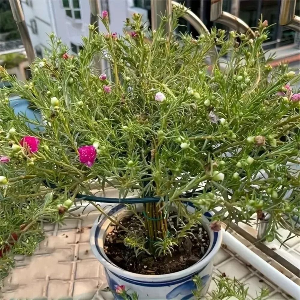 New S/M/L Bonsai Climbing Fram - огляд і ціна Bonsai Garden Stand
