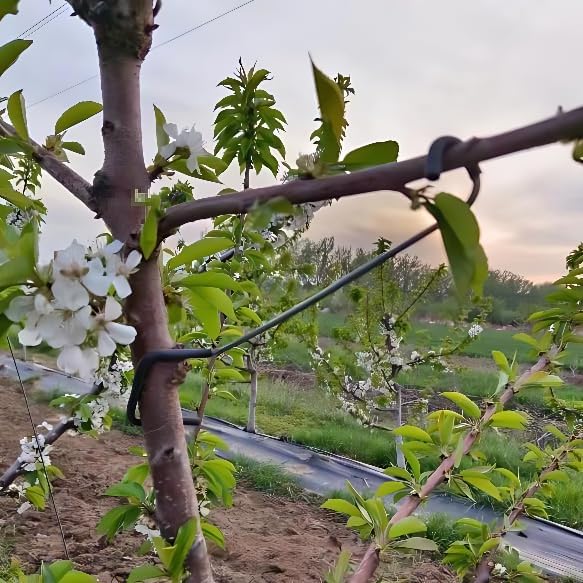 Adjustable Fruit Tree Branch S - огляд і ціна Bonsai Gardening