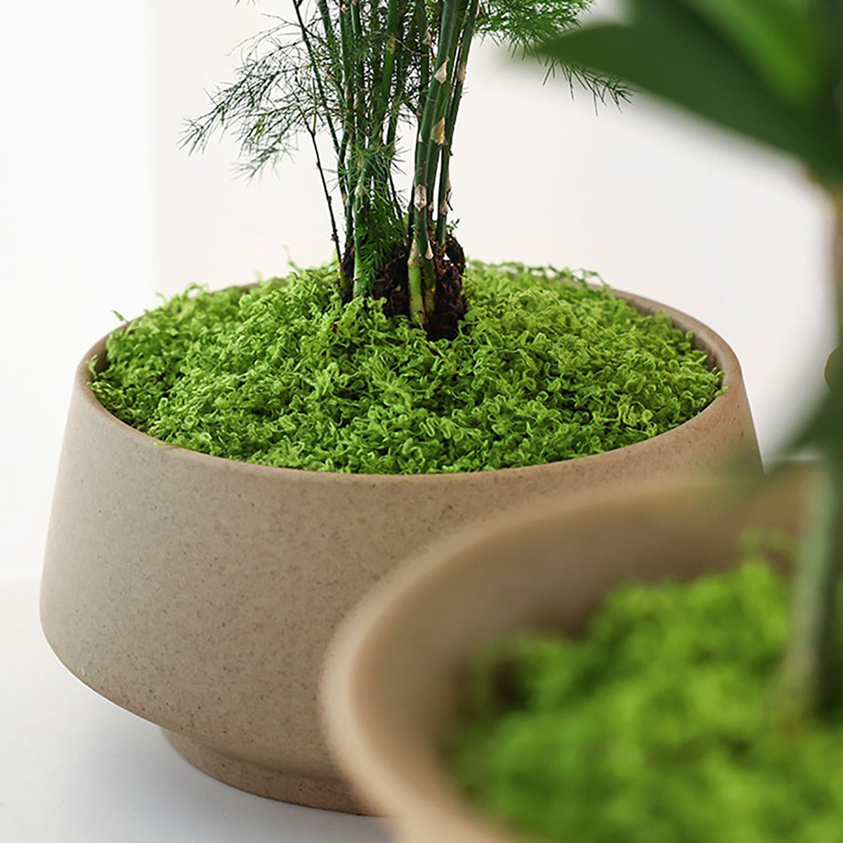 About 20g Artificial Green Pla - огляд і ціна Bonsai Garden Decor